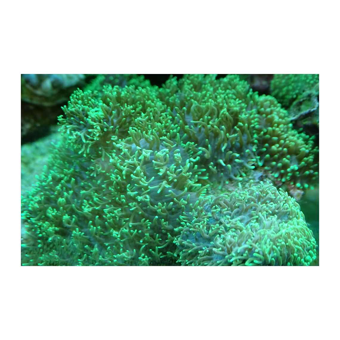 Коралл Родактис "Зеленый металлик" М