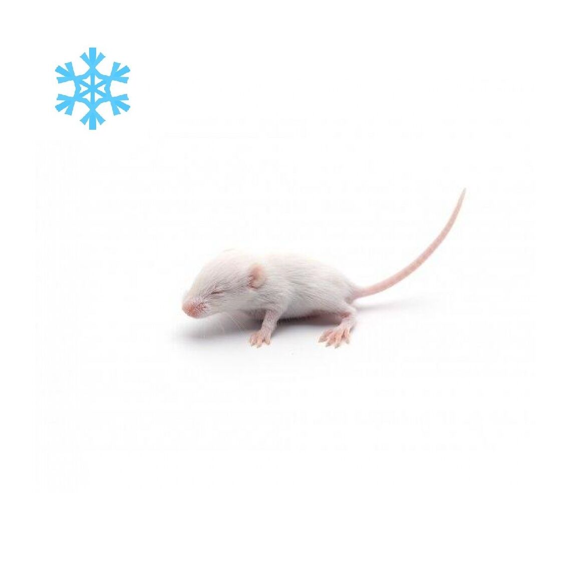 ЭКОКОРМ Опушата (мышки) замороженные (штучно)