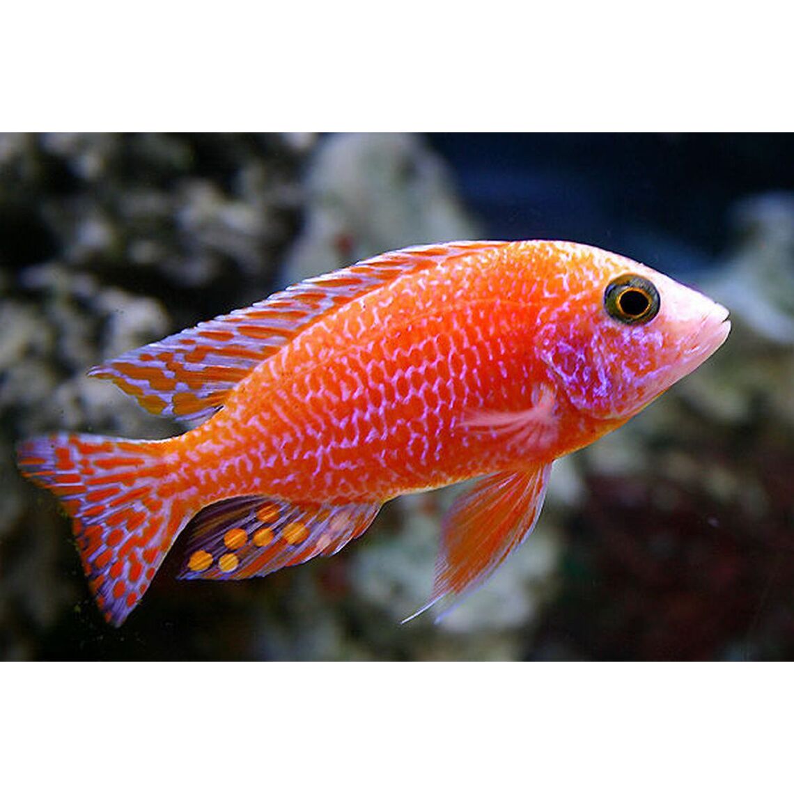 Аулонокара Орхидея S (Aulonocara sp. «Orchid Red»)