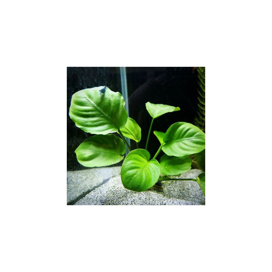 Анубиас Раунд лиф