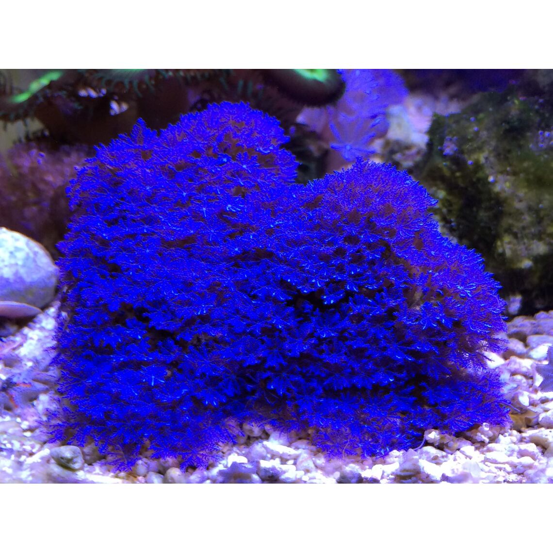 Композиция Коралл Корнулярия голубая