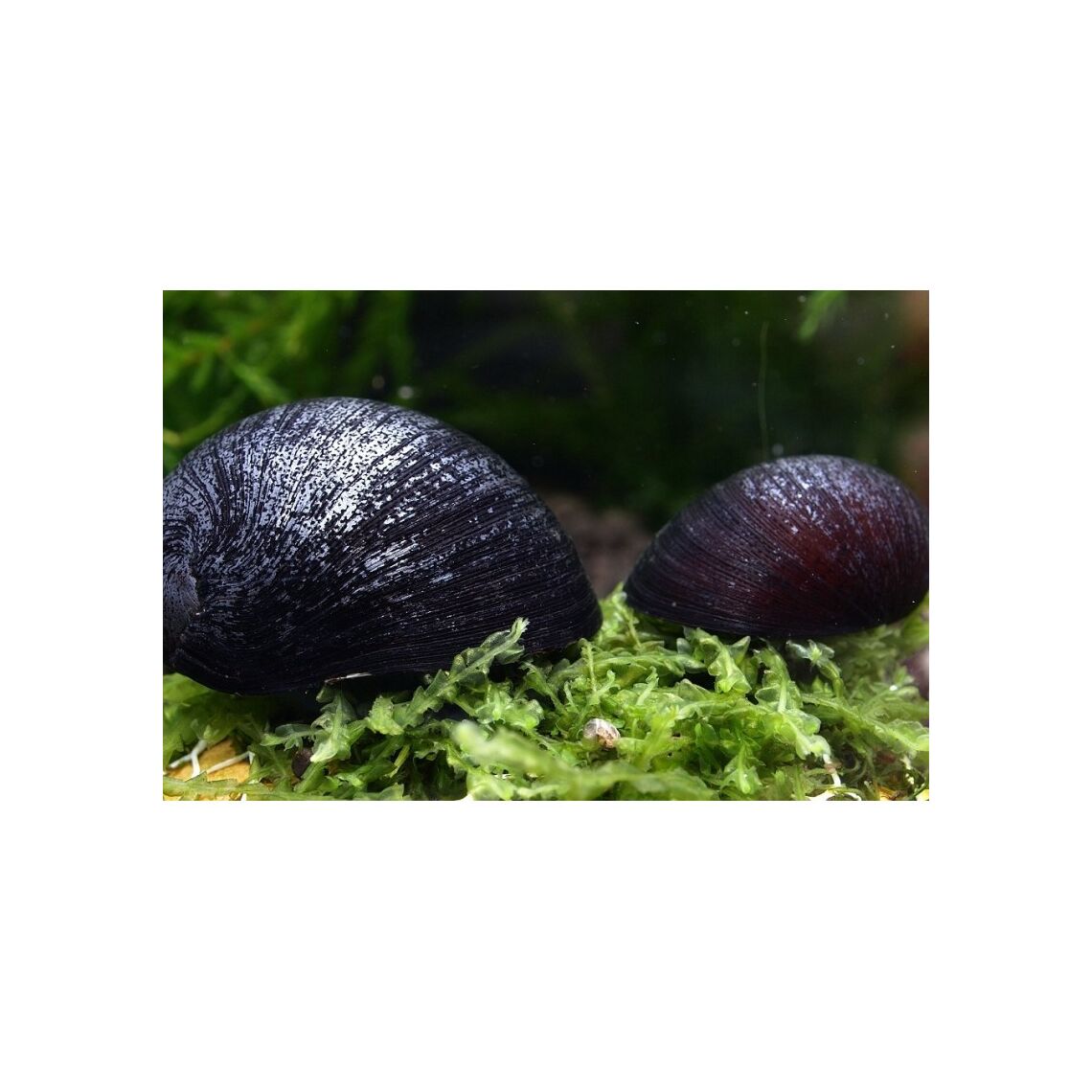 Улитка Каска (неретина)