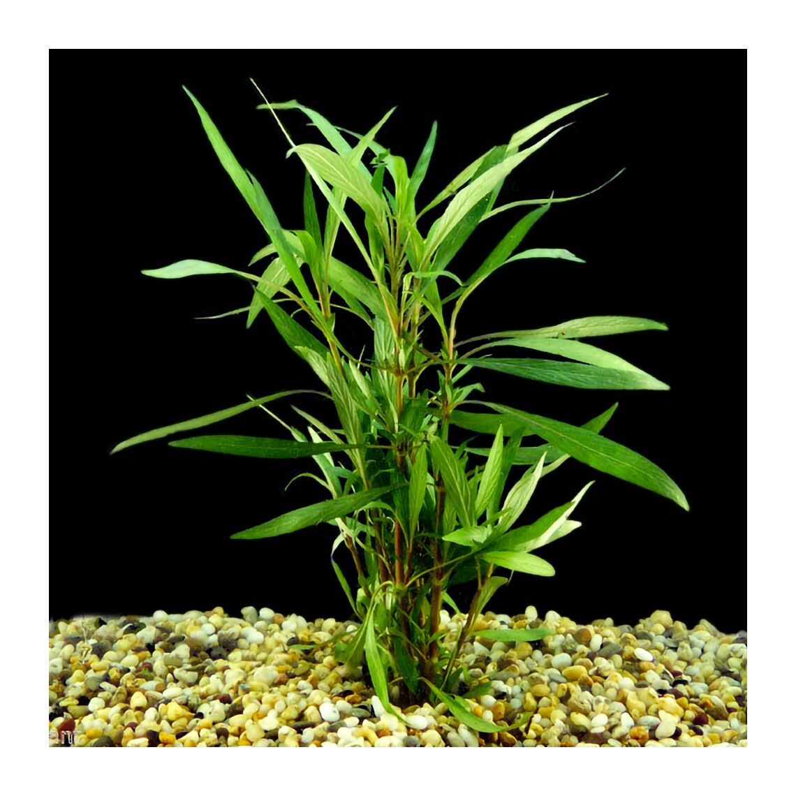 Гигрофила  Ангустифолия