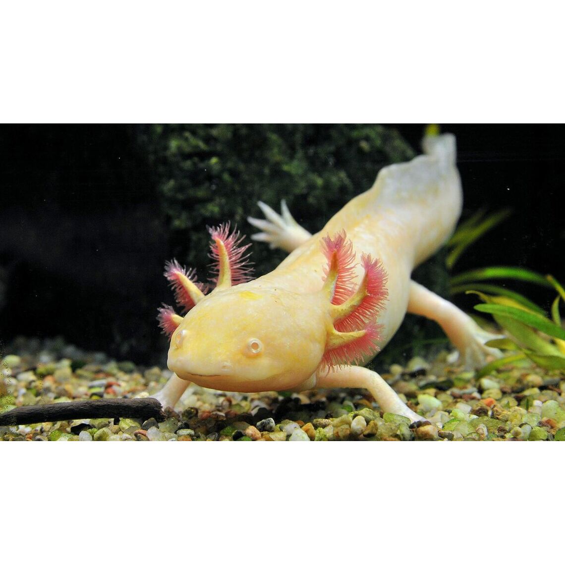 Аксолотль белый-золотой L