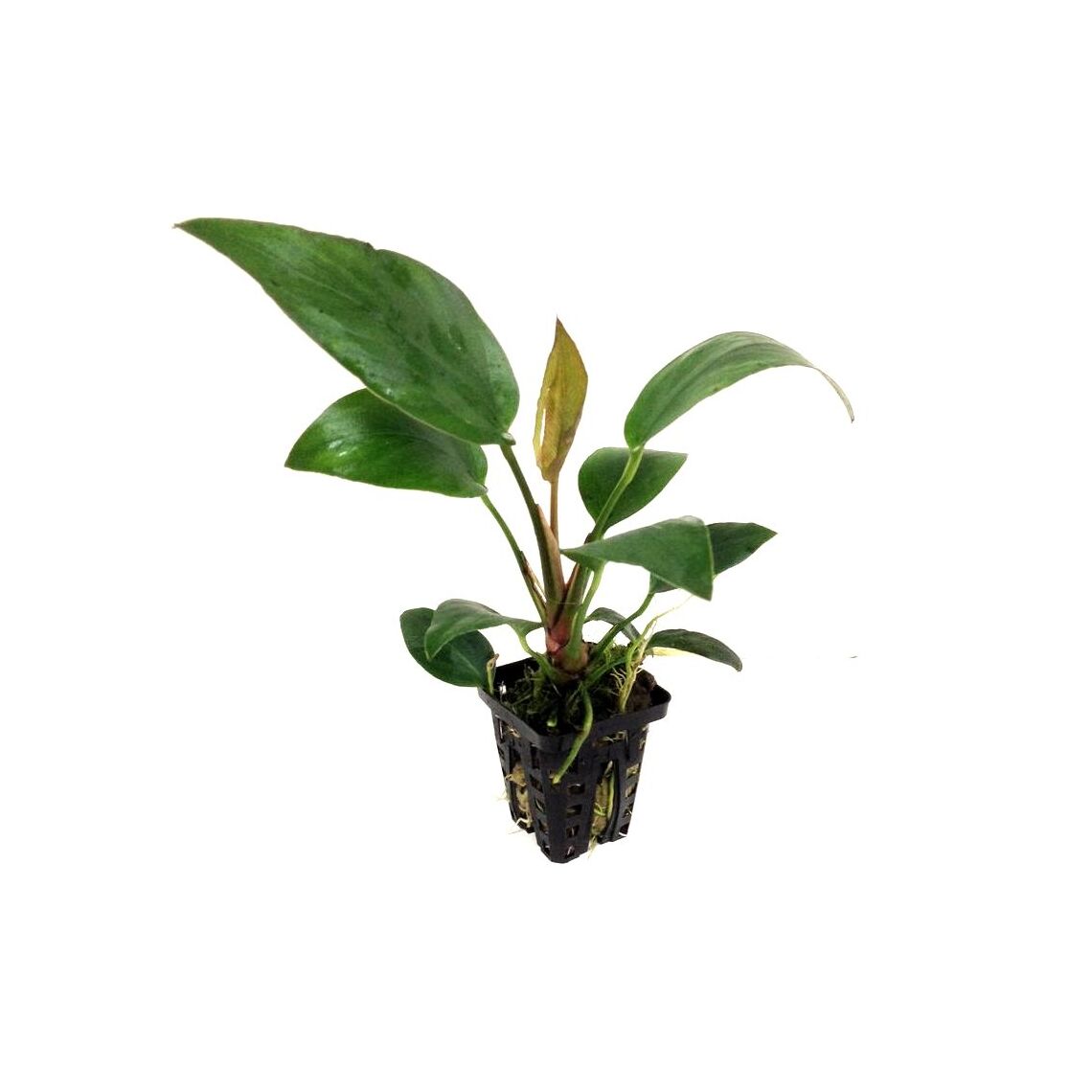 Анубиас хастифолия