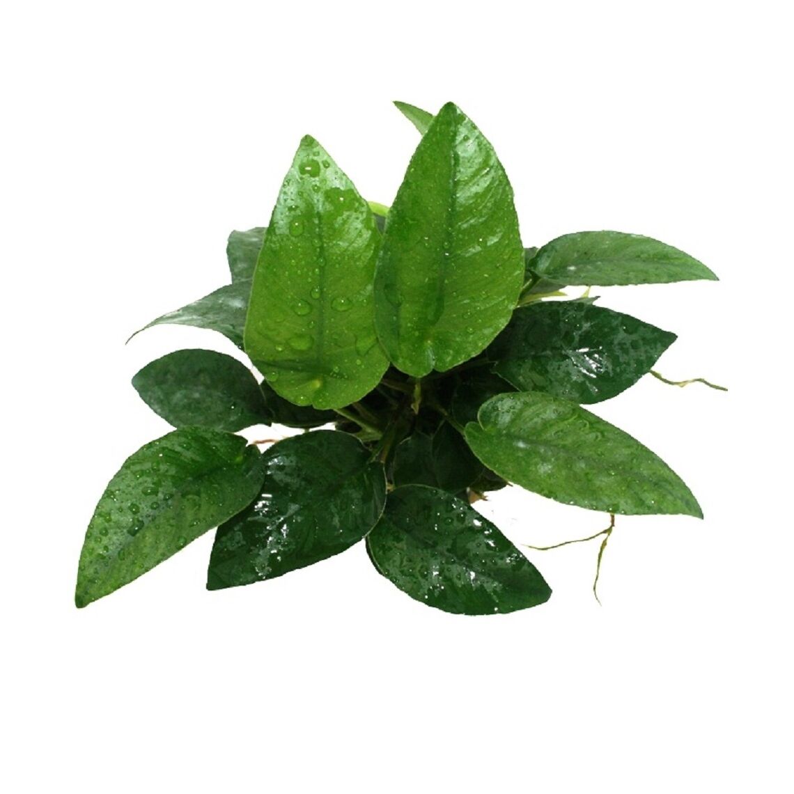 Анубиас Шорт энд Шарп