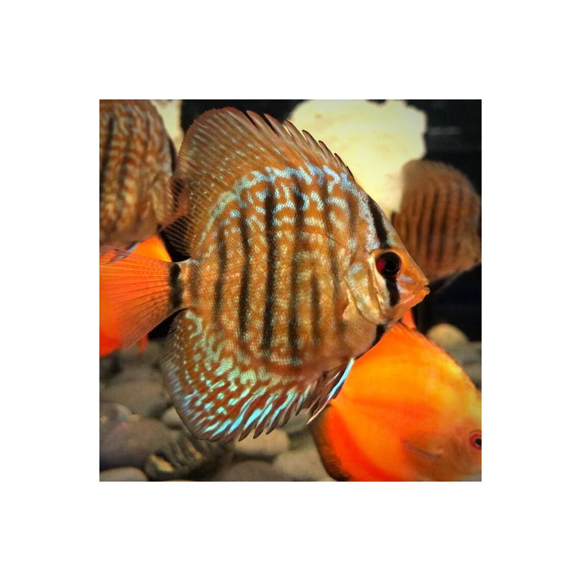 Дискус Королевский S