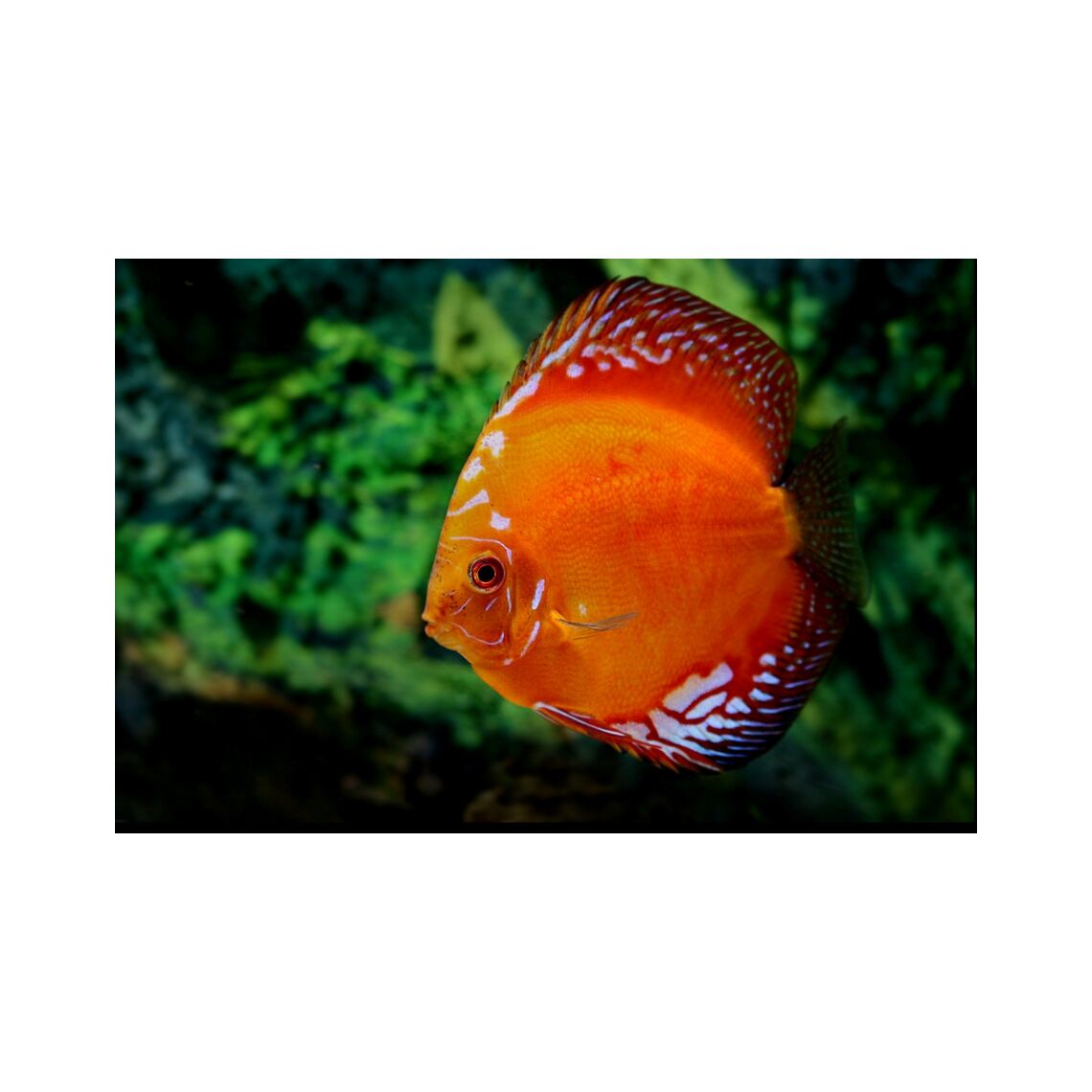 Дискус мальборо красный S