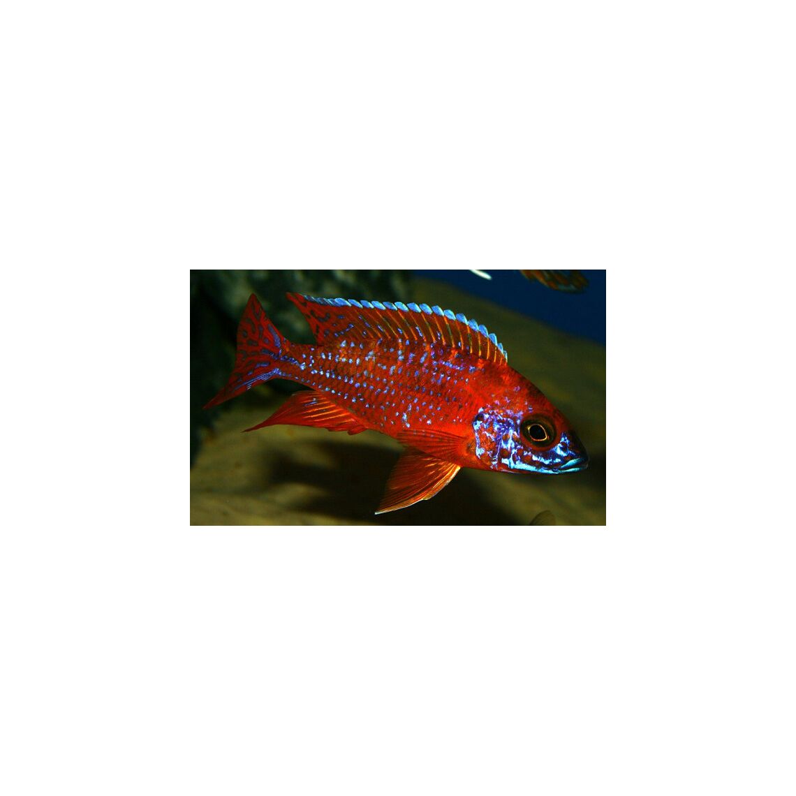 Аулонокара ред рубин S