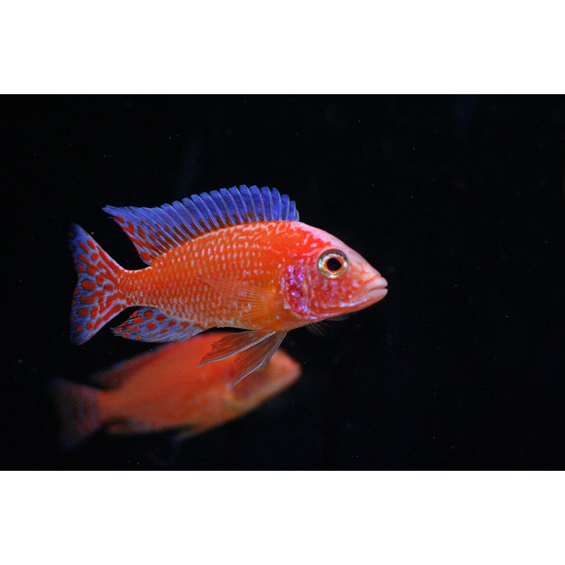 Аулонокара Земляника S