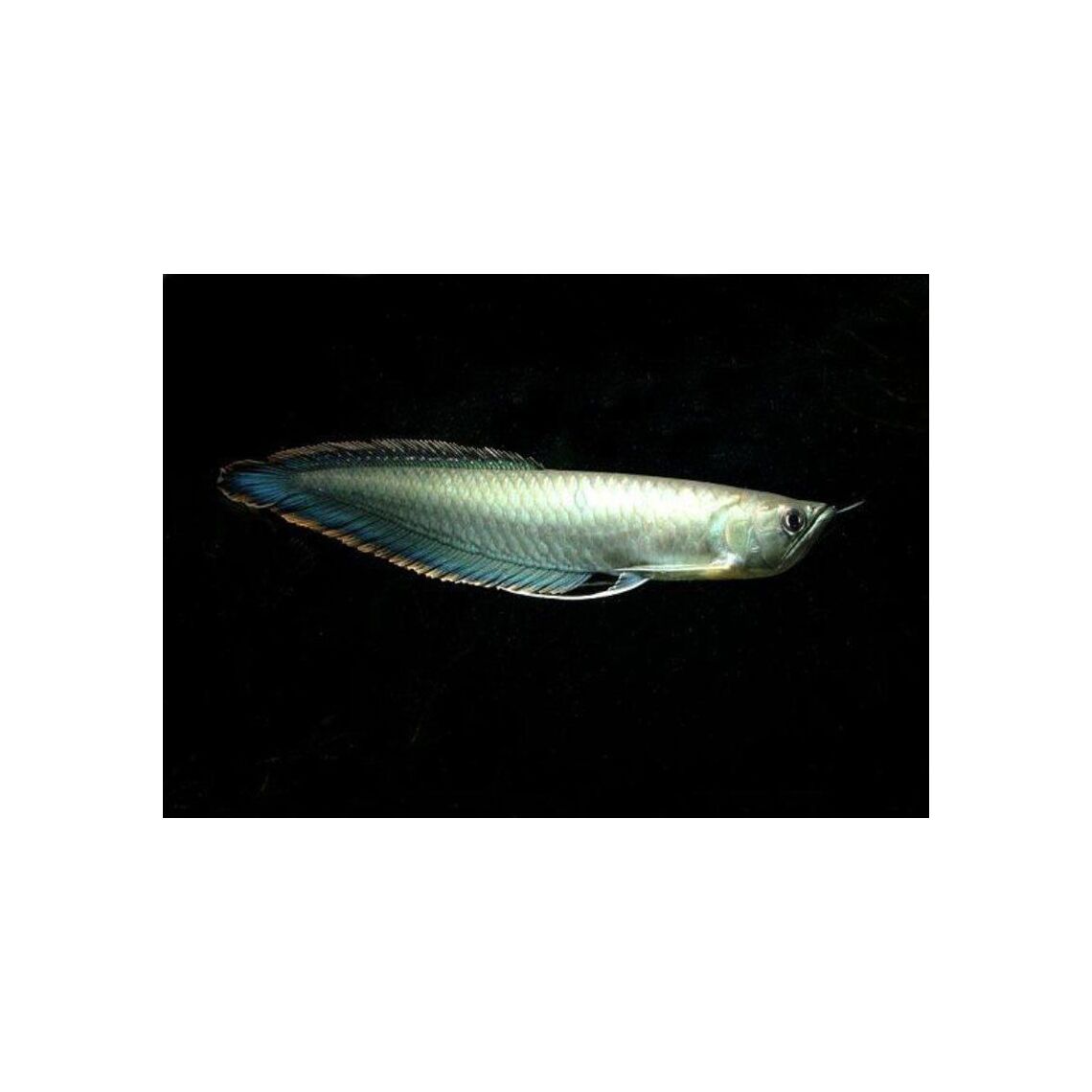 Арована Серебряная (дефект)