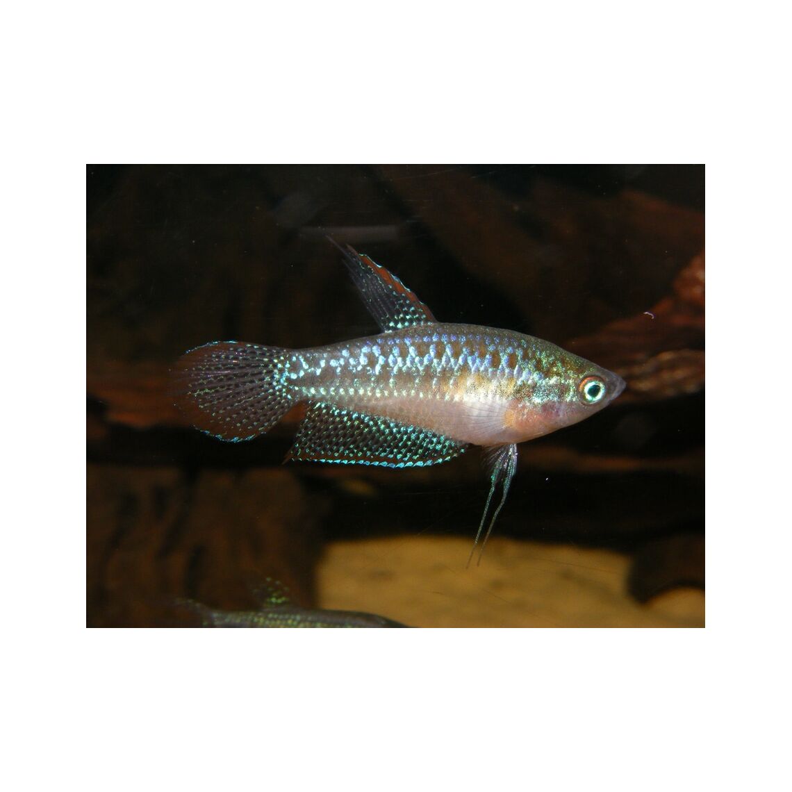 Гурами Карликовый Искрящийся