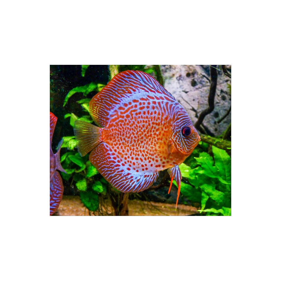 Дискус Голубиная кровь L