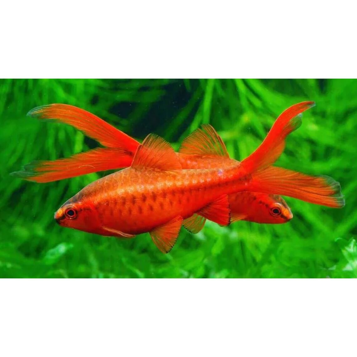 Барбус вишневый вуаль