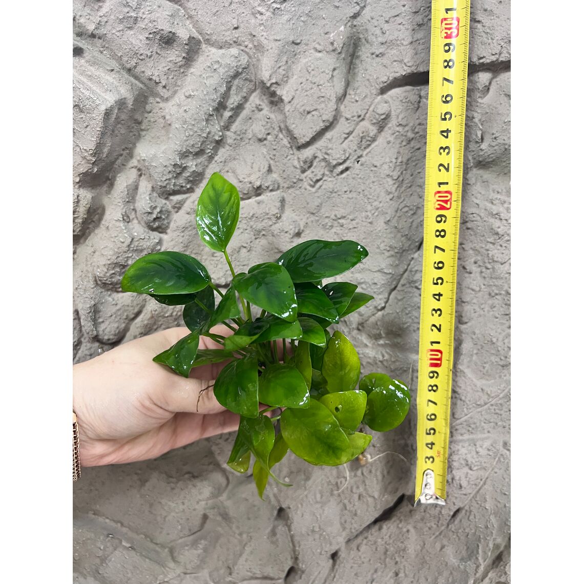 Композиция "Анубиасы " М