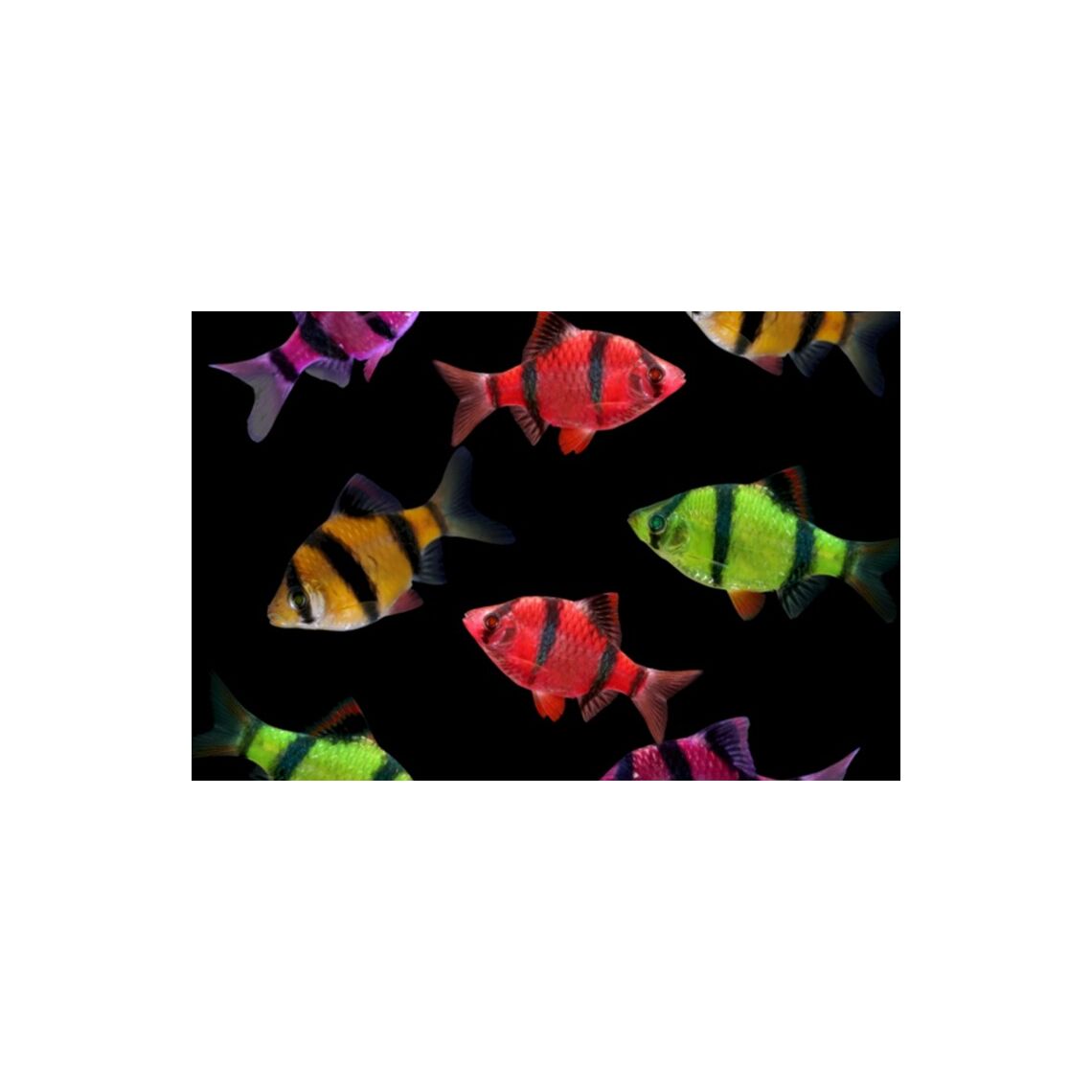 Барбус ГЛО ассорти