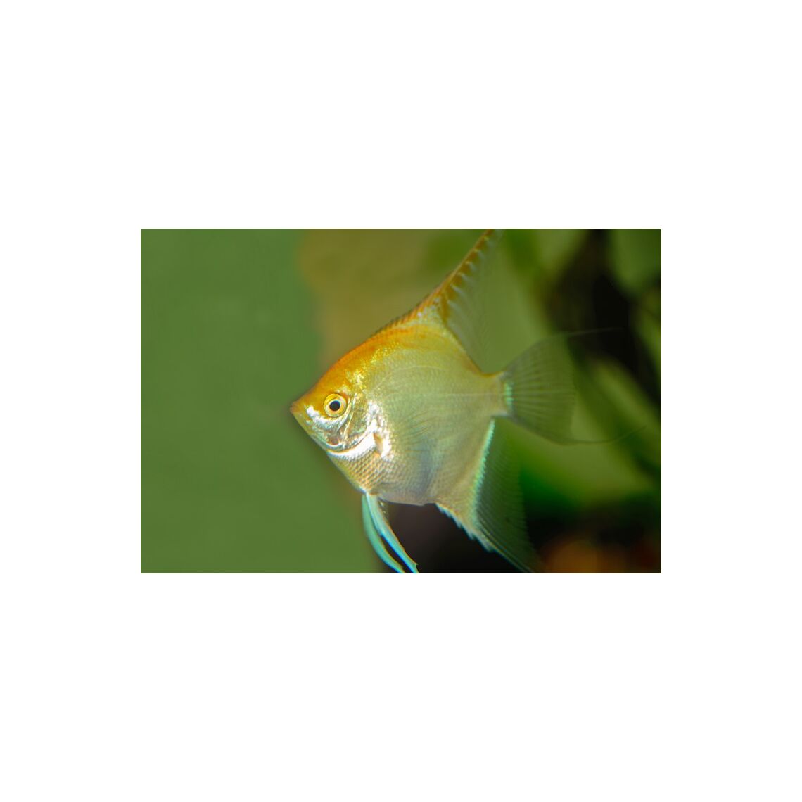 Скалярия Золотая М