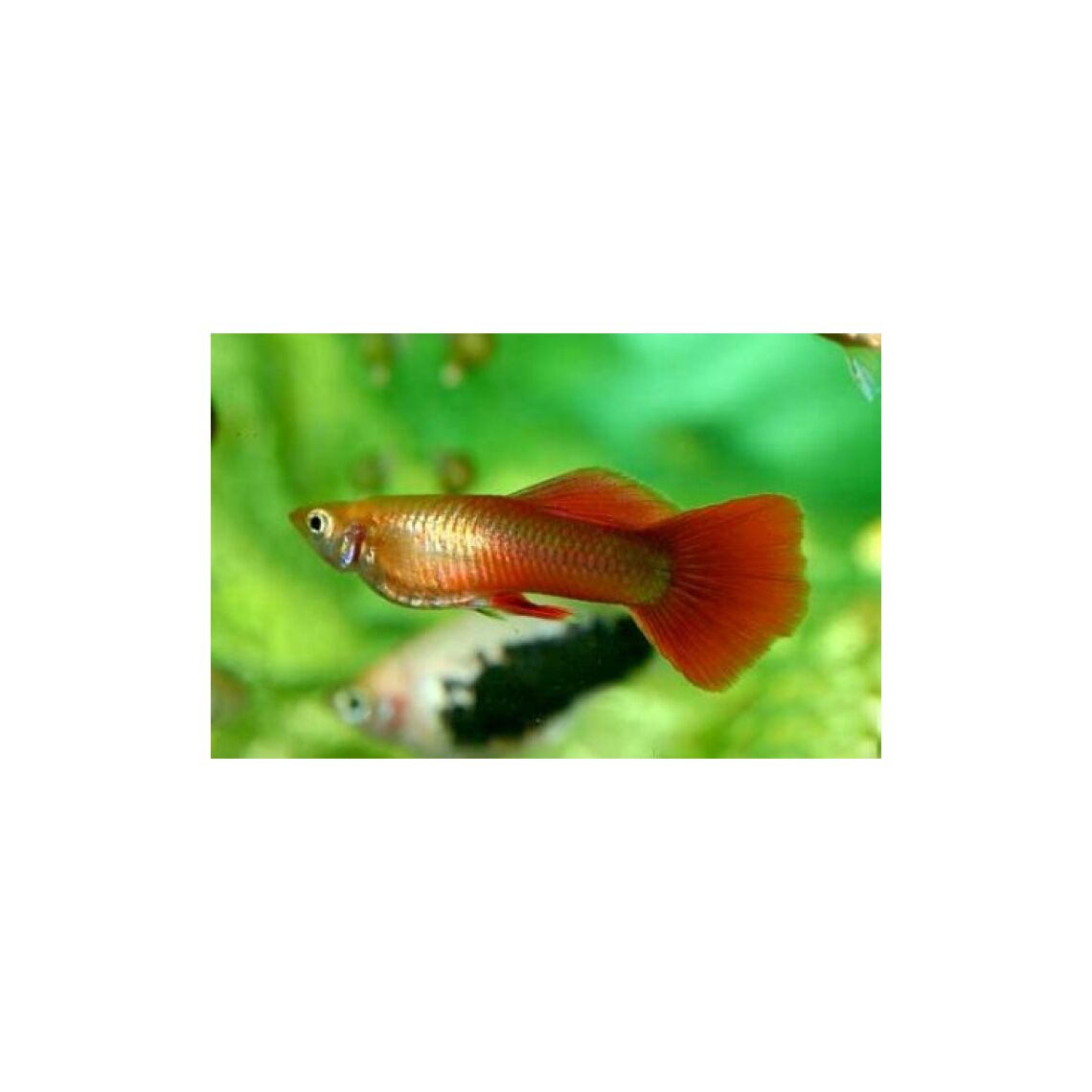 Гуппи красно-золотистый (Poecilia reticulata var.)