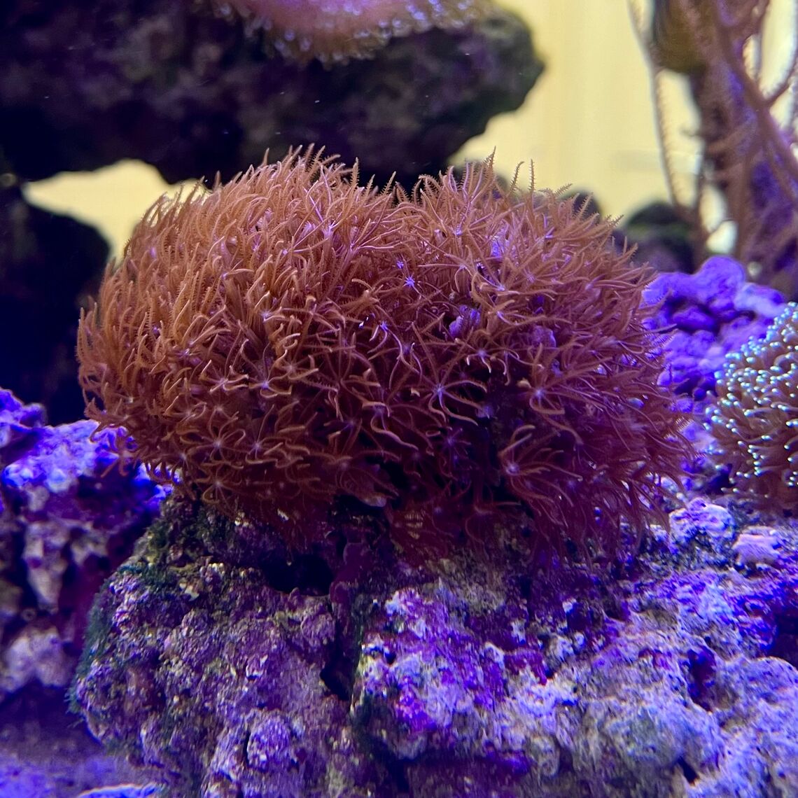 Коралл Клавулярия розовая на камне