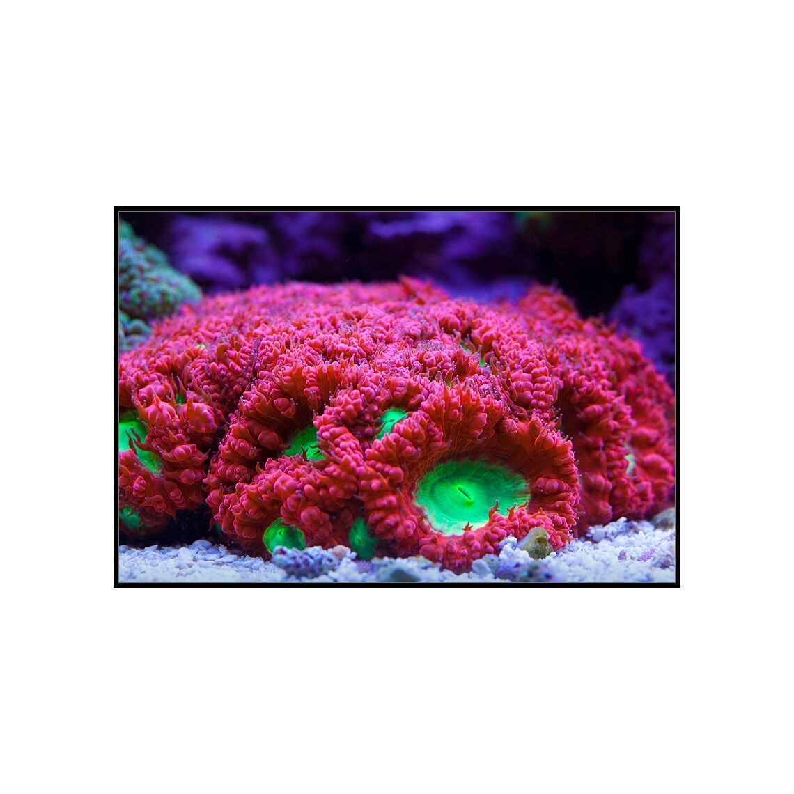 Коралл Фавия на плашке