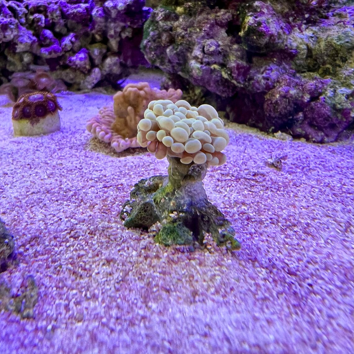 Композиция Эуфиллия (лягушачья икра)