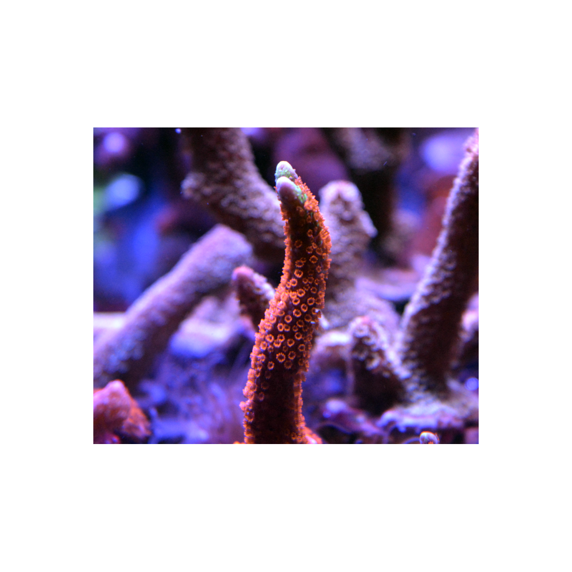 Коралл Монтипора