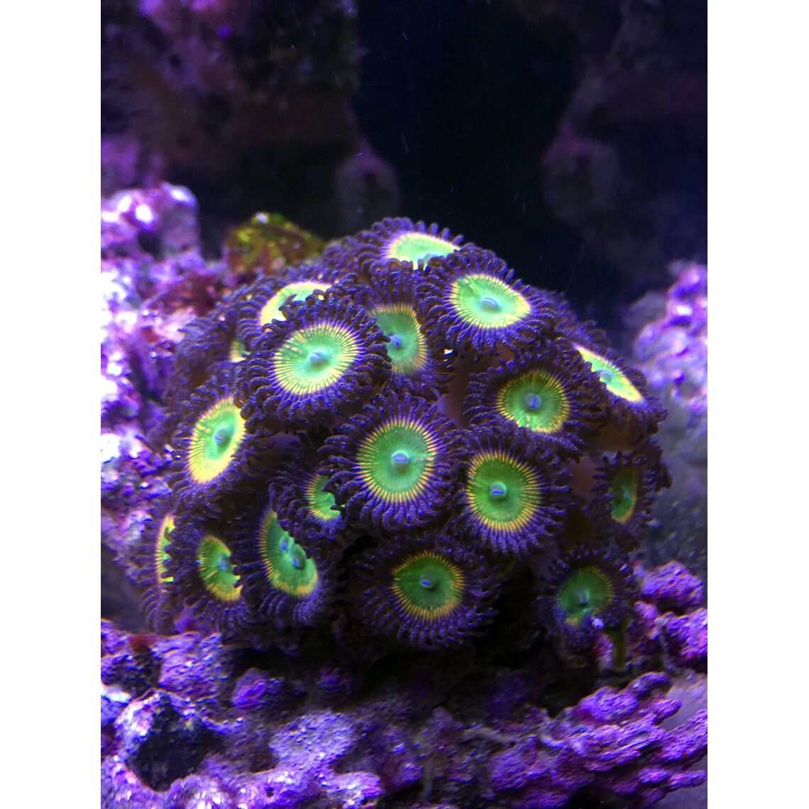 Коралл Зоантус мини