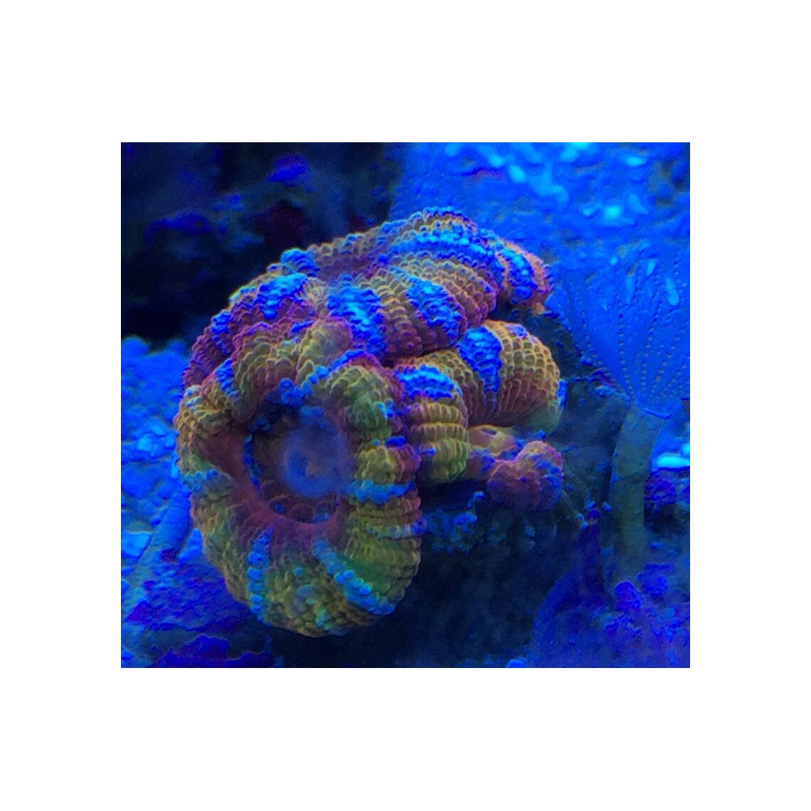 Коралл Акантастрея S