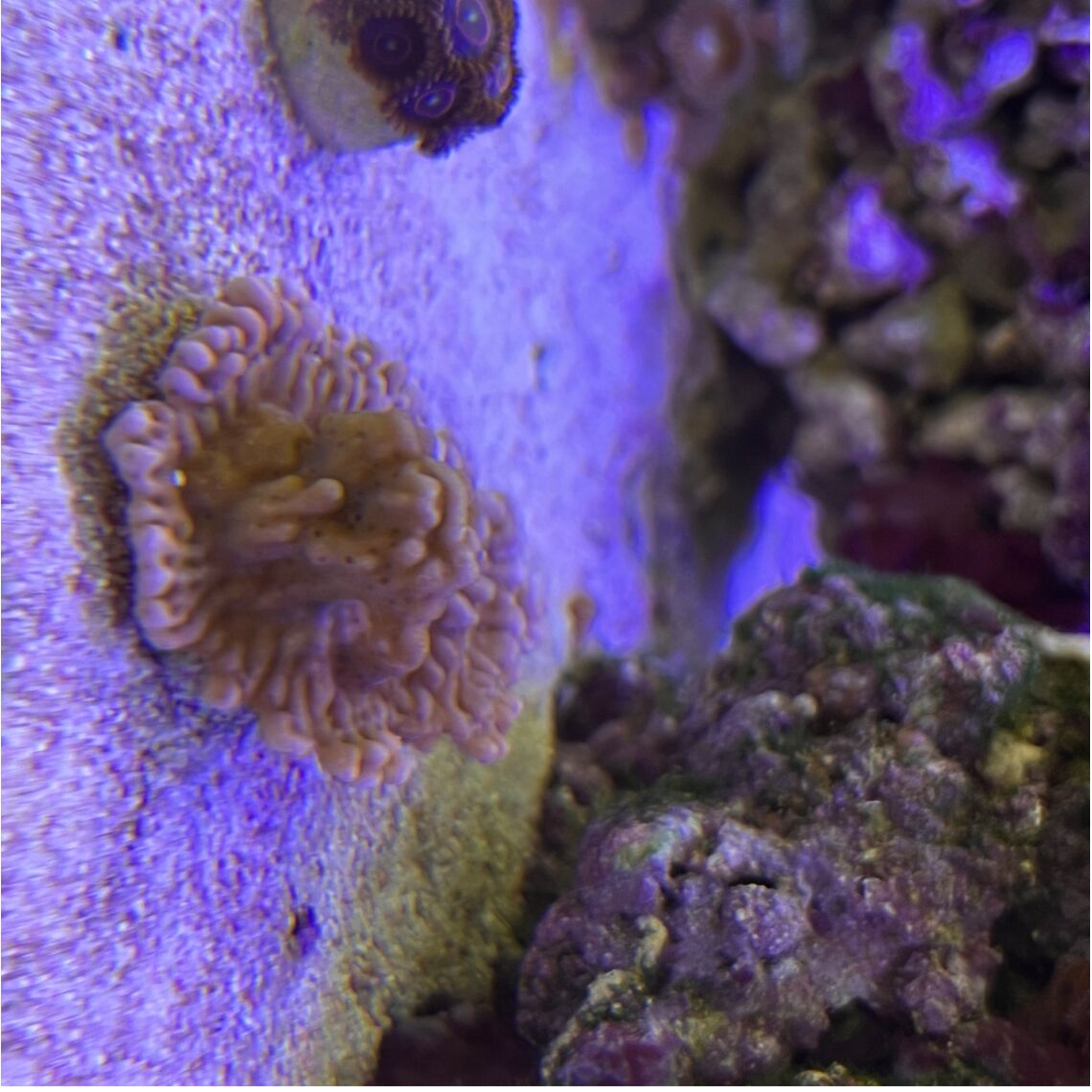 Коралл Монтипора феникс