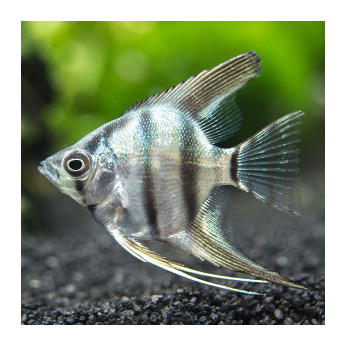 Скалярия черная L