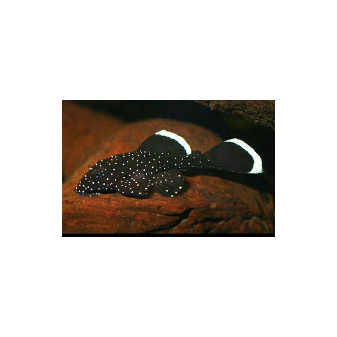 Анциструс звездчатый S