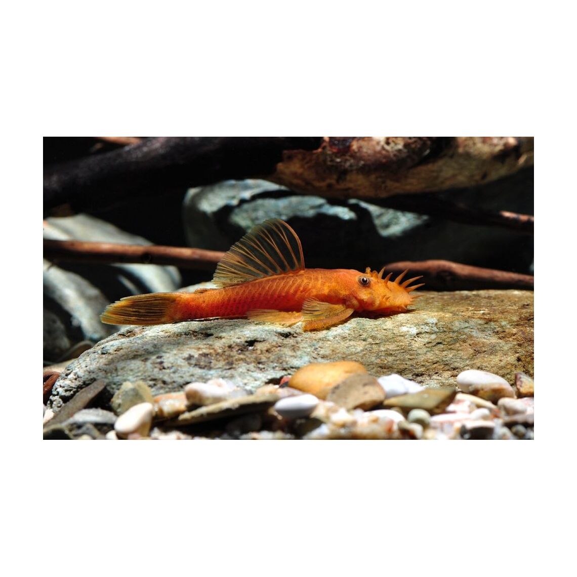 Сом Анциструс супер ред, M