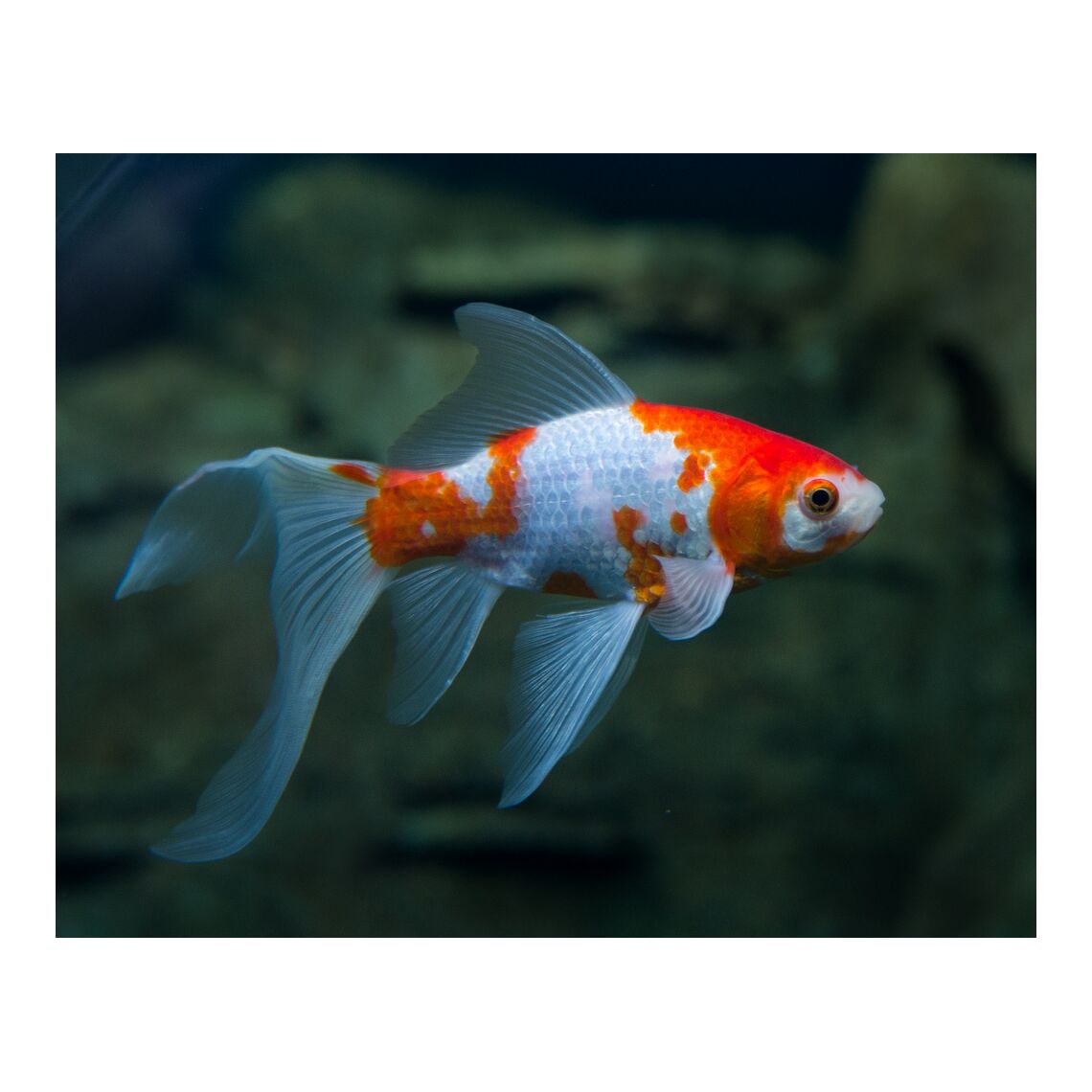 Комета красно-белая