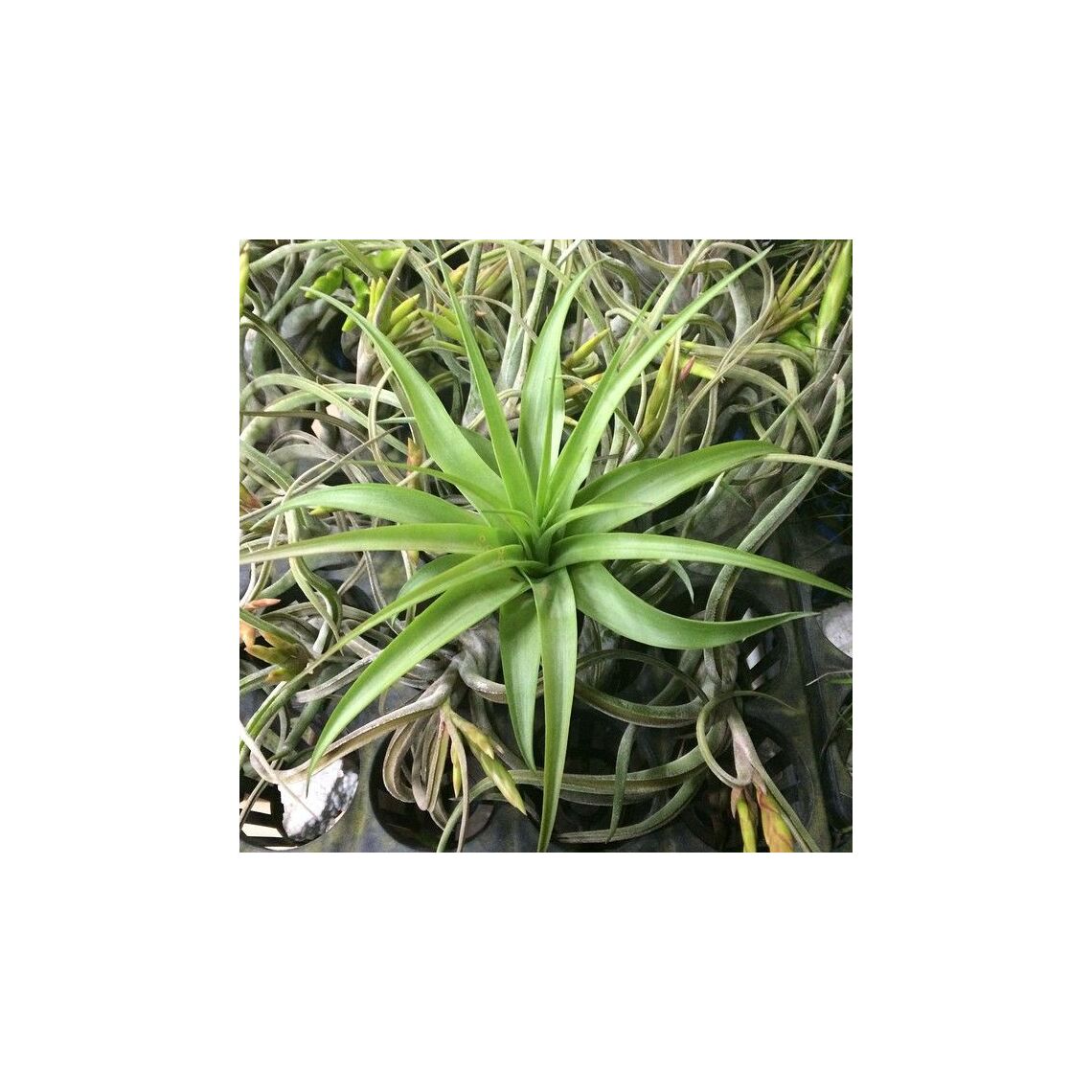 Искусственное растение "Суккулент 1931" 12см