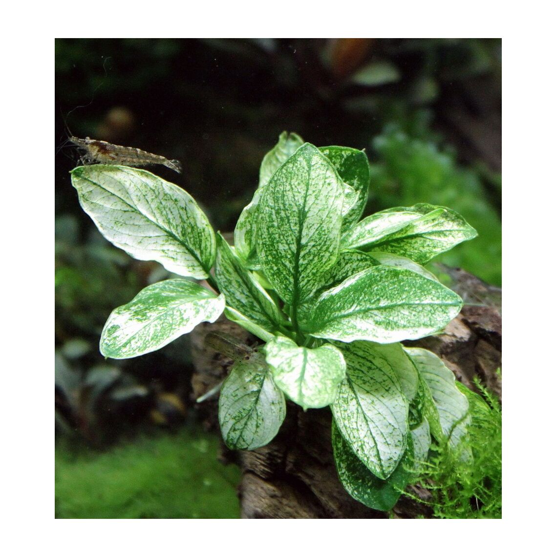 Анубиас бартери карликовый "Пинто" меристема